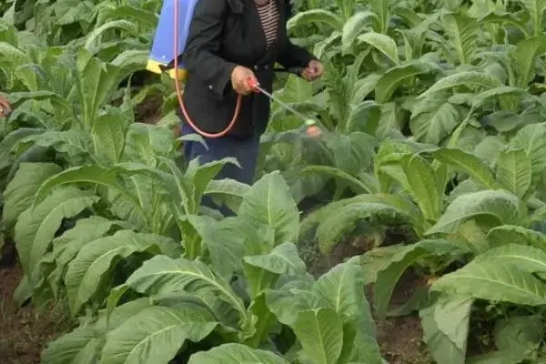 煙草農藥殘留