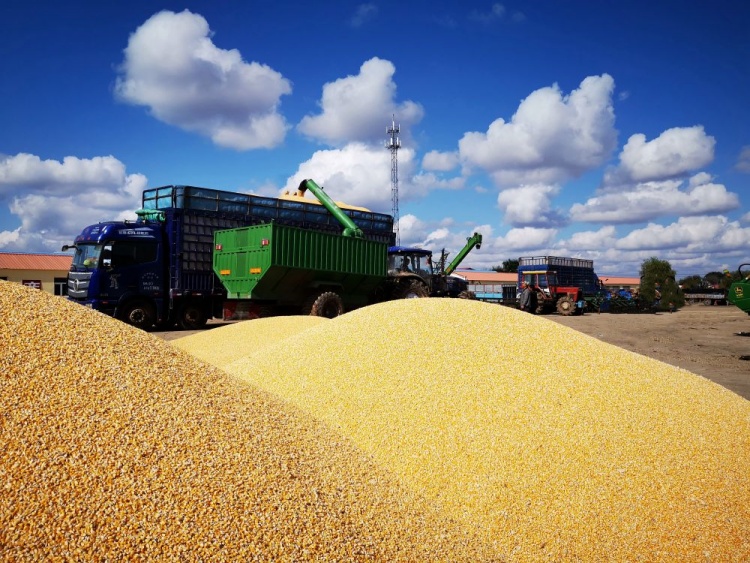 嚴格控制水分含量對于保證玉米的質量至關重要